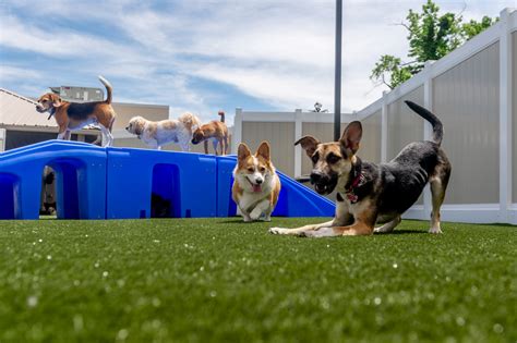 Doggie Daycare .